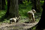 
    Arkivfoto: Ulve, Bialowieza National Park, Polen.
   Foto: Mik Eskestad/POLFOTO
