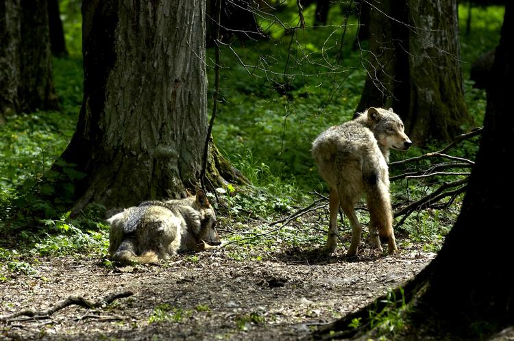 
    Arkivfoto: Ulve, Bialowieza National Park, Polen.
   Foto: Mik Eskestad/POLFOTO
