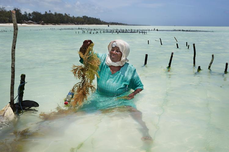Den store tidevandsforskel på østkysten af Zanzibar gør kystområdet godt til at dyrke tang. Der høstes til eksport af tang dyrket i tidevandszonen, især omkring Paje, men det kræver vådt, hårdt arbejde. Stiklingerne skal hæftes på snore og plejes undervejs, høstes og tørres, før de kan sælges. Det tørrede, knuste tang bruges globalt i mange produkter fra sæbe til slik.  