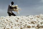 Økobomuld kræver større landområder per kg end almindelig bomuld, men skåner til gengæld mennesker og miljø for skadelige sprøjtegifte. Bomulden her i Burkina Faso er af den konventionelle slags. 

   Foto: Luc Gnago/Ritzau Scanpix
