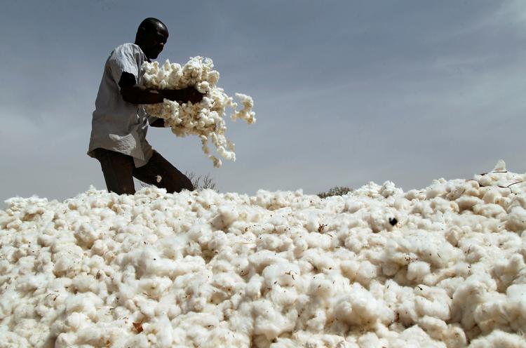 Økobomuld kræver større landområder per kg end almindelig bomuld, men skåner til gengæld mennesker og miljø for skadelige sprøjtegifte. Bomulden her i Burkina Faso er af den konventionelle slags. 

   Foto: Luc Gnago/Ritzau Scanpix