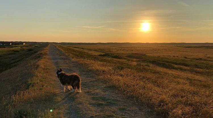 Uendelig dejlig og smuk natur i solnedgangen ved Agger ved Vesterhavet. Foto: Claus Vasbo