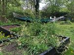 Kartofler i i højbedet har ikke været en succes hos denne læser, men nu er der dukket små planter op, hvor de ikke skulle være. Privatfoto 