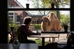 Gæsterne i Botanika kan se kamelerne i øjnene, mens de indtager de vegetariske retter, som en citrussalat dog uden bunker af urter, en frugtsalat, der godt nok var iskold og dermed næsten ikke til at komme igennem.  
   





   Foto: Emma Sejersen/POLFOTO