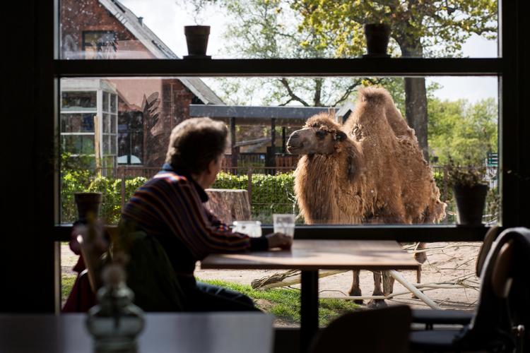 Gæsterne i Botanika kan se kamelerne i øjnene, mens de indtager de vegetariske retter, som en citrussalat dog uden bunker af urter, en frugtsalat, der godt nok var iskold og dermed næsten ikke til at komme igennem.  
   





   Foto: Emma Sejersen/POLFOTO