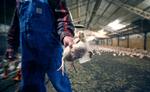 Kyllinger er blandt de amerikanske landbrugsvarer, som er ramt af kinesernes forhøjede told. Foto: Lm Otero/Ritzau Scanpix