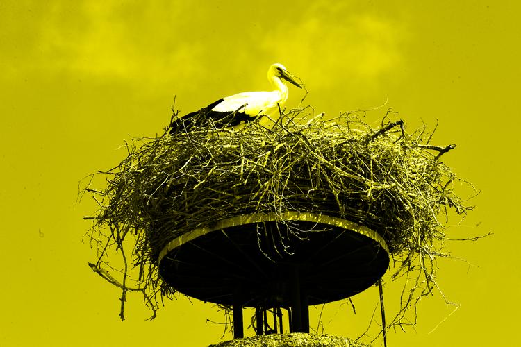 Foto: Mik Eskestad/POLFOTO