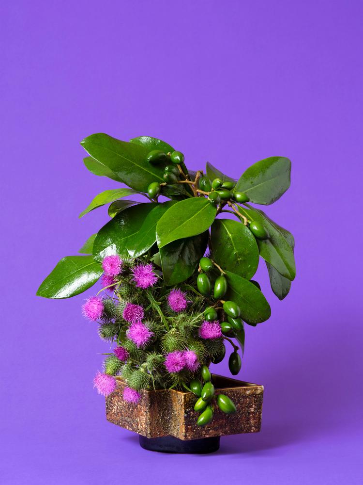 Kunstfotografen Ann Shelton har taget billeder af planter, som tidligere har været forbundet med fertilitet.  Her 'The Child Bride, Thistle'.
 Foto: Courtesy of Denny Dimin Gallery and Ann Shelton