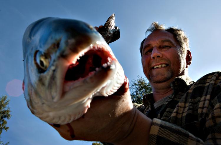 
Forskere har holdt fordelene ved at spise mere fisk op mod ulemperne, og de er ikke i tvivl. Skidt nyt for denne ørred, men godt for dem, der spiser den. (arkivfoto) Foto: Jan Dagø/POLFOTO