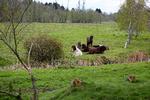 En del af Gribskov skal udlægges til urørt skov. Naturplejen er i fuld gang nogle steder, her ved hjælp af heste.  Foto: Morten Langkilde/Morten Langkilde