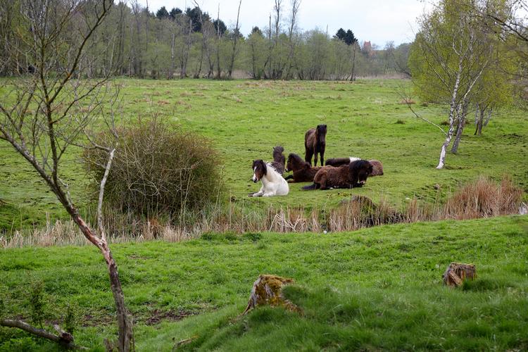 En del af Gribskov skal udlægges til urørt skov. Naturplejen er i fuld gang nogle steder, her ved hjælp af heste.  Foto: Morten Langkilde/Morten Langkilde
