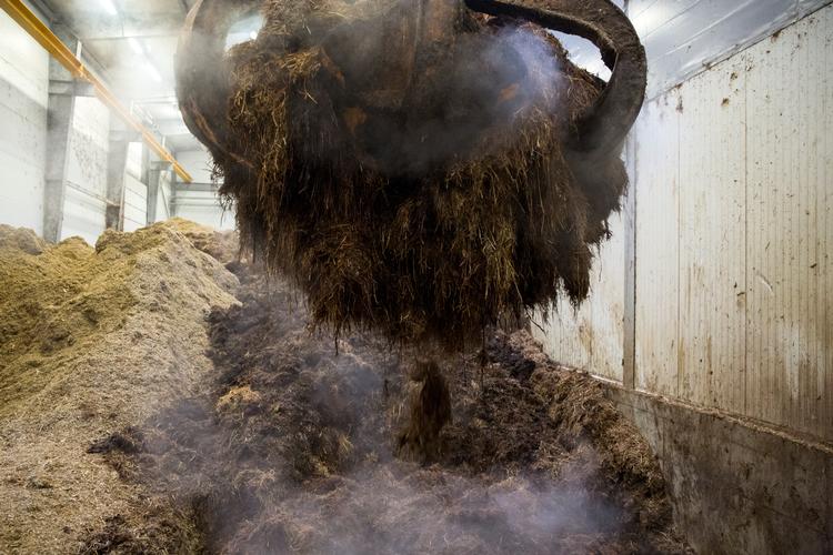 Halm og gylle kan blive ny benzin til fly, mener forskere. Her ses en blanding af netop det, såkaldt dybstrøelse.  Foto: Louise Herrche Serup/POLFOTO