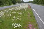 Grenåvej nord for Århus.  Lige nu er midterrabatten en fryd af vilde blomster og græsser, der får lov til at lyse og svaje i vinden, smukkere end noget blomsterbed.  Foto: Søren Ryge Petersen