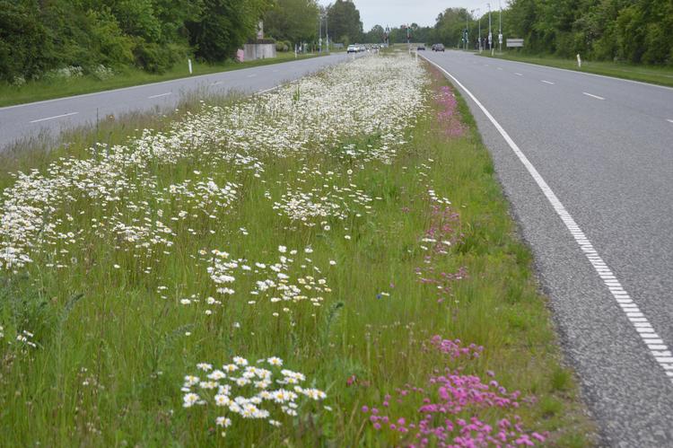 Grenåvej nord for Århus.  Lige nu er midterrabatten en fryd af vilde blomster og græsser, der får lov til at lyse og svaje i vinden, smukkere end noget blomsterbed.  Foto: Søren Ryge Petersen