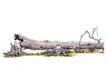 Tegning:  Roald Als