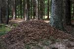 Det kan være svært at slippe af med en myretue, når den først er blevet stor (arkivfoto). Foto: Ole Steen/POLFOTO