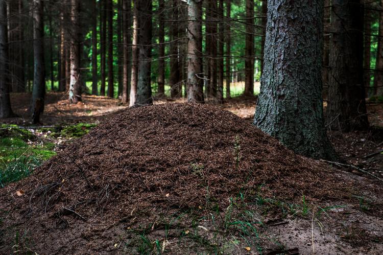 Det kan være svært at slippe af med en myretue, når den først er blevet stor (arkivfoto). Foto: Ole Steen/POLFOTO