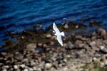 Sidste års varme sommer har gjort det svært for flere fuglearter at yngle på øen Peberholm. Det gælder blandt andet hættemågen.   Foto: Peter Hove Olesen/POLNATURE