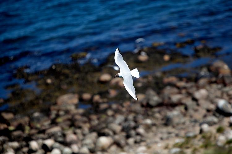 Sidste års varme sommer har gjort det svært for flere fuglearter at yngle på øen Peberholm. Det gælder blandt andet hættemågen.   Foto: Peter Hove Olesen/POLNATURE