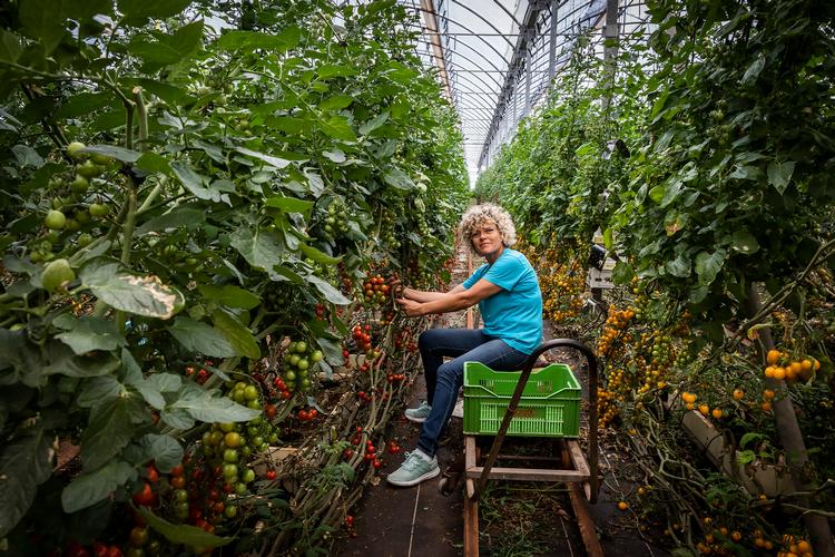 Grøntsagerne, der serveres i Spaniens gastronomiske hovedstad, Almería, dyrkes i Mar de Plástico, (Plastikhavet), et gigantisk drivhusområde uden for byen, hvis størrelse kan sammenlignes med 20.000 fodboldstadioner.  Foto: Hanne Olsen