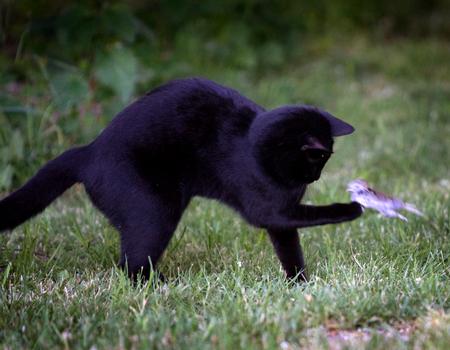 En oktoberdag kom den sorte kat Majka ind i kronikørens liv. Det har ikke været det samme siden. Foto: Ole Steen