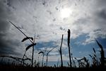 Tørken i 2018 var hovedårsag til, at indtjeningen i dansk landbrug faldt med 6 milliarder kroner fra året før. Et nationalt klimacenter kan hjælpe med at forudsige den slags ekstremt vejr, skriver to topforskere. Foto: Jens Dresling/POLFOTO