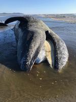 Denne gråhval strandede sidste år på den amerikanske vestkyst. I år er der strandede markant flere end normalt. Foto: Handout/Ritzau Scanpix