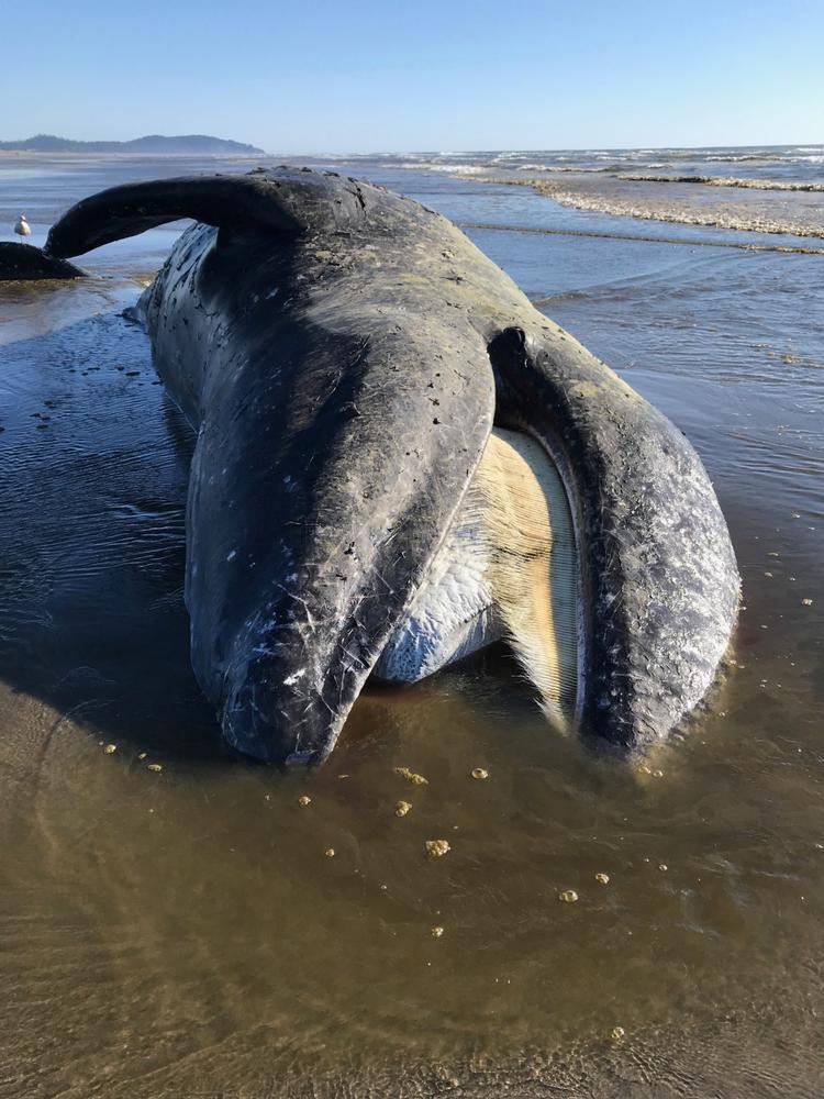 Denne gråhval strandede sidste år på den amerikanske vestkyst. I år er der strandede markant flere end normalt. Foto: Handout/Ritzau Scanpix