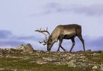 Et levende apotek. Et rensdyr græsser på Varangerhalvøen i den arktiske del af Nordnorge. Et internationalt forskerhold med dansk deltagelse har fundet ud af, at rensdyr er udstyret med nogle superevner, så de for eksempel kan producere det livsvigtige D-vitamin i kun lidt sollys, og de har sat deres indre ur helt eller delvist i stå, så de kan leve med de meget omskiftelige lysforhold i Arktis.
   Foto: Hinrich Bäsemann/Ritzau Scanpix