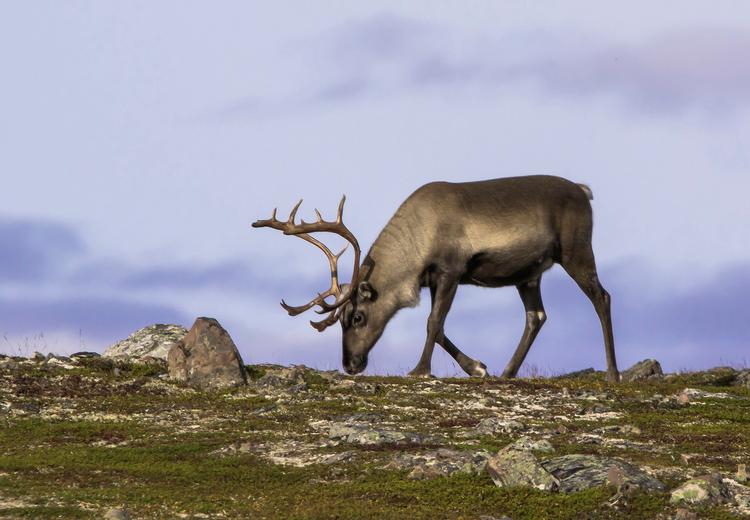 Et levende apotek. Et rensdyr græsser på Varangerhalvøen i den arktiske del af Nordnorge. Et internationalt forskerhold med dansk deltagelse har fundet ud af, at rensdyr er udstyret med nogle superevner, så de for eksempel kan producere det livsvigtige D-vitamin i kun lidt sollys, og de har sat deres indre ur helt eller delvist i stå, så de kan leve med de meget omskiftelige lysforhold i Arktis.
   Foto: Hinrich Bäsemann/Ritzau Scanpix