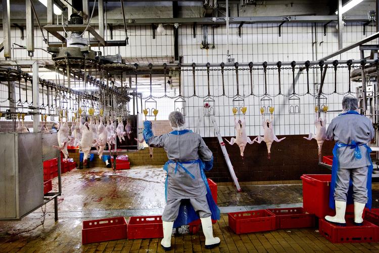 Slagteriarbejdere er nogle af dem, der har et hårdt fysisk arbejde og måske kunne have gavn af en differentieret folkepension Foto: Astrid Dalum/POLFOTO