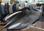 
    (ARKIV) Også i 1013 fangede Japan hvaler - den gang officielt til forskningsformål. 
   Foto: Institute of Cetacean Research/Ritzau Scanpix