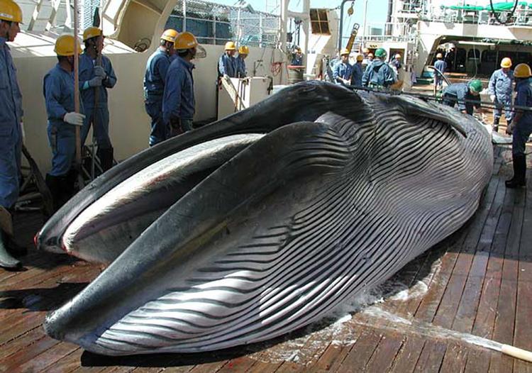 
    (ARKIV) Også i 1013 fangede Japan hvaler - den gang officielt til forskningsformål. 
   Foto: Institute of Cetacean Research/Ritzau Scanpix