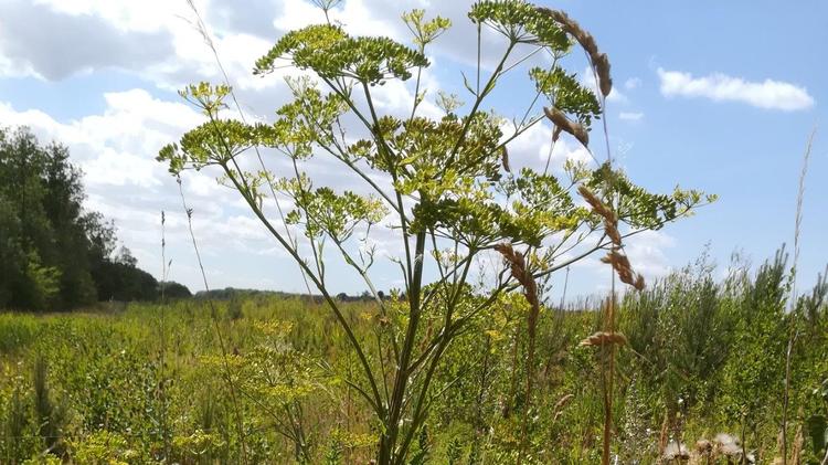 Vild pastinak indeholder ligesom bjørneklo giftstoffet furanocumarim. Planten er forholdsvis let at kende, fordi den har gule og ikke som de fleste vilde skærmplanter hvide blomster. Foto: Naturstyrelsen  