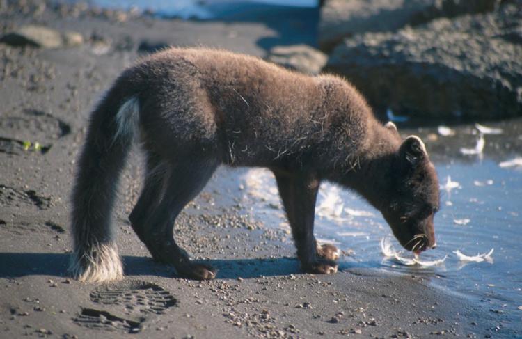 Polarræven er ankommet til Ellesmere Island i Canada.  Foto: Social Media/Ritzau Scanpix