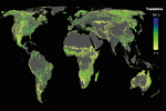 En milliard hektar skov. Et forskerhold har med hjælp af Google Earth og kunstig intelligens fundet de steder i verden, hvor det vil være mest gunstigt (de kulørte farver) at plante nye træer og genetablere tabt skov. Forskerne har bevidst udeladt de områder i verden, som i dag enten bliver brugt til at dyrke afgrøder eller er optaget af byer. Hvis det lykkes at etablere skov i disse områder, vil det kunne støvsuge atmosfæren for to tredjedele af det menneskeskabte kulstof. Illustration: Jean-François Bastin 