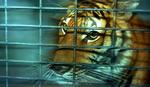 Foto: Conservation Action Trust
