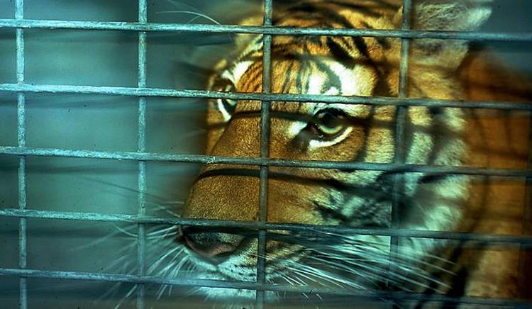 Foto: Conservation Action Trust