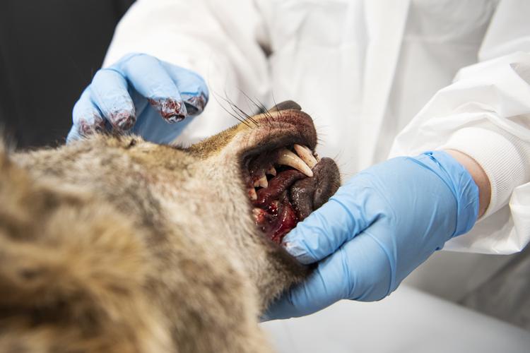 DTU Veterinærinstitut i København modtog sidste år en ulv, der var blevet skudt ved Ulfborg i Vestjylland.  Foto: Gregers Tycho/RITZAU