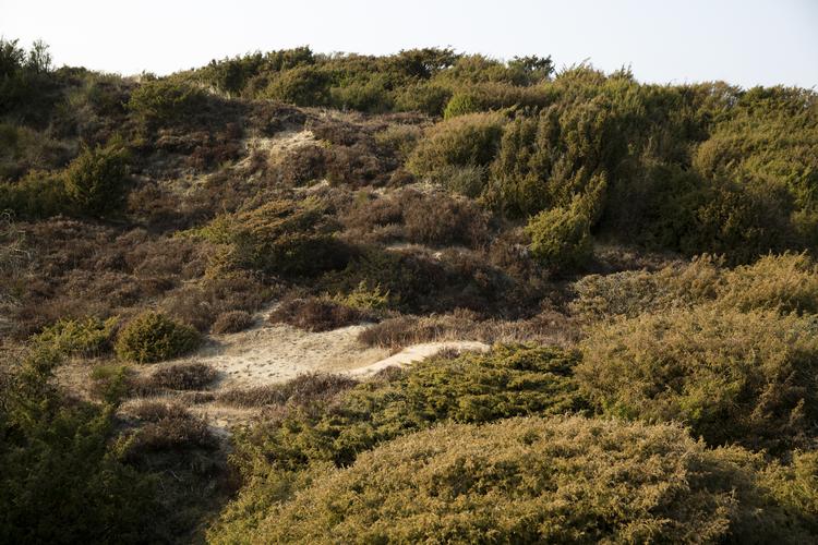 Mellem Ringkøbing og Holstebro ligger Stråsø Plantage, der er et af landets største skov- og hedearealer. Her er flere af de ulve, som har krydset grænsen og lusket sig til en tilværelse i Danmark, set. Foto: Louise Herrche Serup/POLFOTO