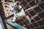 En sjælden hvid tigerunge blev beslaglagt i Mexico. Politiet har i alt fundet 30 store katte i aktionen Thunderball. Foto: Interpol