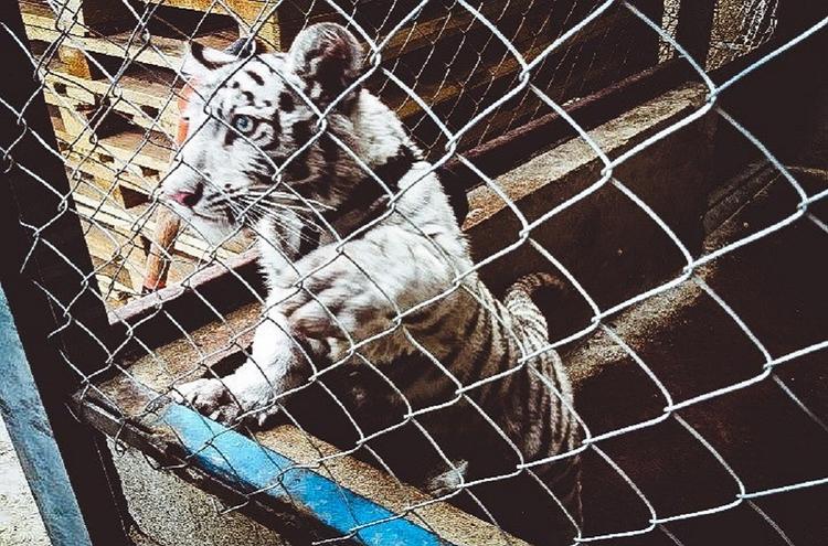 En sjælden hvid tigerunge blev beslaglagt i Mexico. Politiet har i alt fundet 30 store katte i aktionen Thunderball. Foto: Interpol