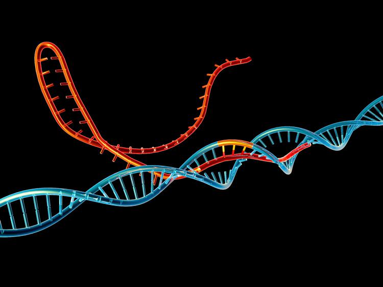 Med Crispr-teknologien kan man mere målrettet end nogensinde før ændre den genetiske kode og på sigt kurere alvorlige arvelige sygdomme, men teknologien er stadig for umoden til at eksperimentere på tidlige menneskefostre. Det er en kinesisk og nu en russisk forsker ikke enige i. Foto: Alfred Pasieka/science Photo Lib/Ritzau Scanpix