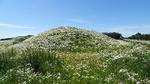 De hvide kamilleblomster lå i dvale, men blev vakt til live, da gravemaskinerne indstillede deres gravearbejde. Foto: Jens Ryge Petersen 