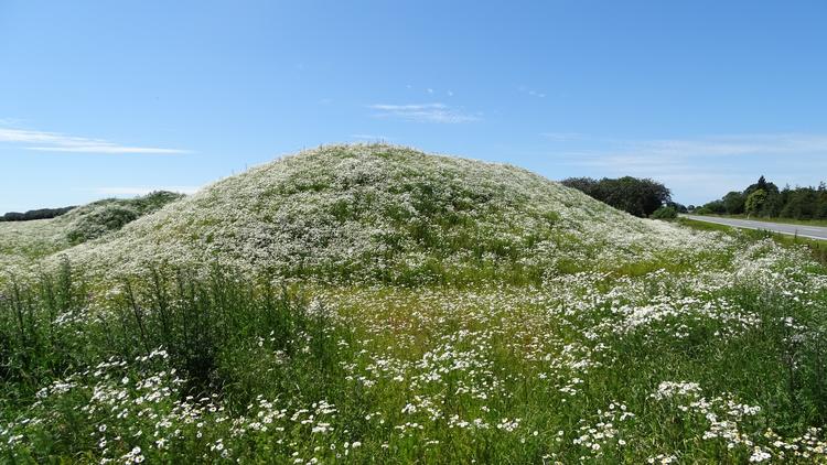 De hvide kamilleblomster lå i dvale, men blev vakt til live, da gravemaskinerne indstillede deres gravearbejde. Foto: Jens Ryge Petersen 