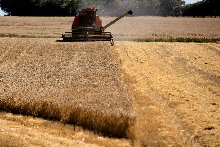 En international undersøgelses foreløbige resultater viste i august, at børn kan have en øget risiko for at udvikle børneleukæmi, hvis deres mødre under graviditeten har boet i nærheden af danske marker sprøjtet med en række særlige pesticider. Foto: Peter Hove Olesen/POLFOTO