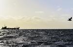 En skipper fandt for nylig en pålægspakke i maven på en torsk. Miljøstyrelsen fortæller, at 95 pct. af de havfugle ved navn mallemuk, de finder ved de danske strande, har plastik i sig.  Foto: Cicilie S. Andersen/POLFOTO