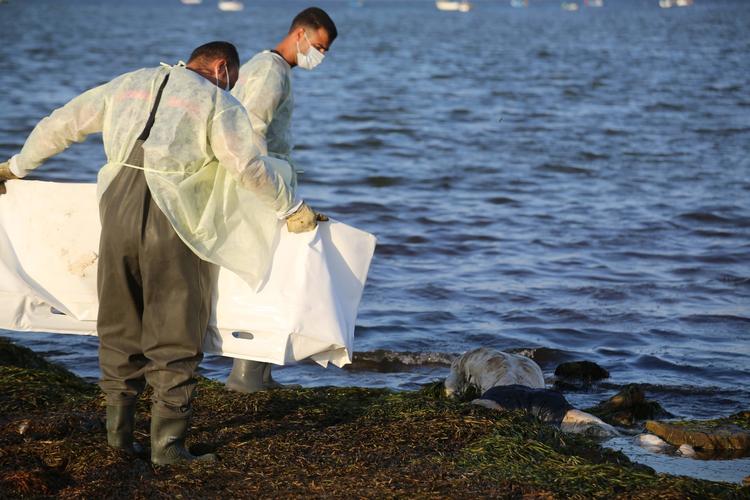 Lig i massevis skyller op på Tunesiens strande, hvor de ender i fællesgrave. EU's forbud mod NGO-skibe har gjort det farligere at være bådflygtning.  Foto: Fathi Nasri/Ritzau Scanpix