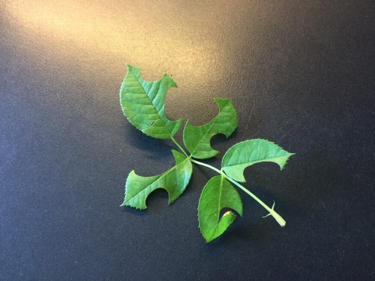 Bladene på en læsers rosenbusk har fået huller.  Privatfoto 