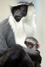 105.732 arter er truet af udryddelse, blandt dem Cercopithecus roloway-aben.
   Foto: Sebastien Bozon/Ritzau Scanpix